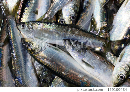 Fresh sardines Fresh sardines 139100484