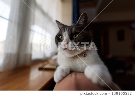 A cat relaxing at the window A cat relaxing at the window 139100532