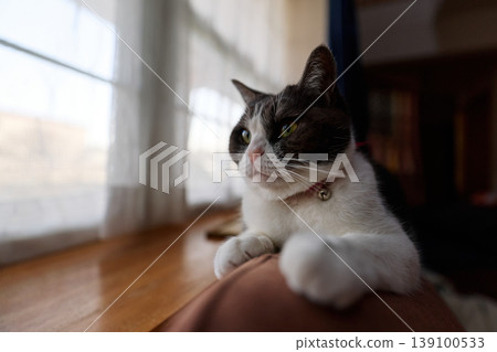 A cat relaxing at the window A cat relaxing at the window 139100533