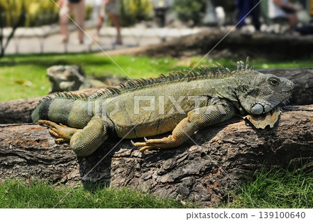 Close-up of an adult green iguana, with its scaly skin and distinctive dorsal crest, resting on the pavement of Seminario Park, in the city of Guayaquil. Close-up of an adult green iguana, with its scaly skin and distinctive dorsal crest, resting on the pavement of Seminario Park, in the city of Guayaquil. 139100640