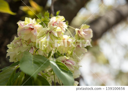 Springtime in Shirai-juku: Green cherry blossoms and Gyoiko cherry blossoms Springtime in Shirai-juku: Green cherry blossoms and Gyoiko cherry blossoms 139100656