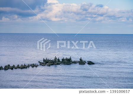 [Sea of Japan] Seabirds perched on tetrapods [Itoigawa City] 139100657