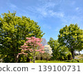 新鮮的綠色和藍色天空傳播的公園 139100731