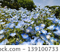 藍天和 nemophila 花 139100733