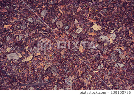 Fallen leaves Fallen leaves 139100756