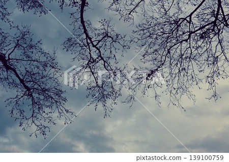 Shadow of a tree reflected on the water Shadow of a tree reflected on the water 139100759