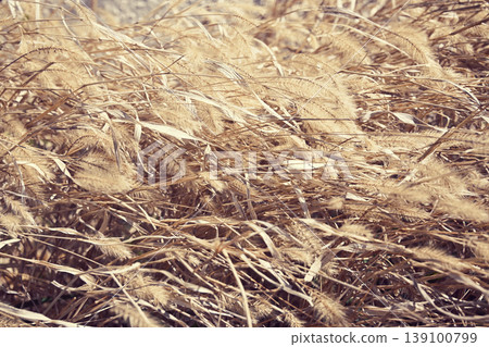 Withered grass, withered grass, grassland 139100799