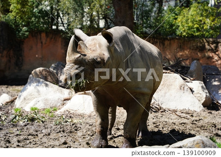 Front view of an Eastern Black Rhinoceros eating hay. 139100909
