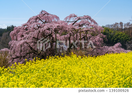 Branded cherry blossoms and rape blossoms 139100926