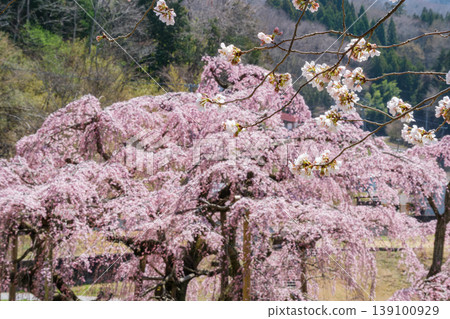 Takizakura and petals Takizakura and petals 139100929