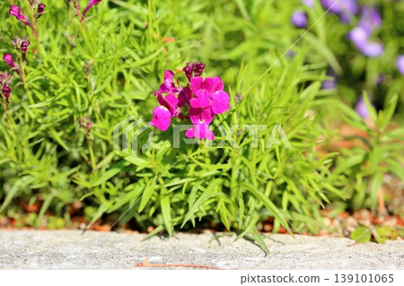 可愛的柳穿魚花 139101065