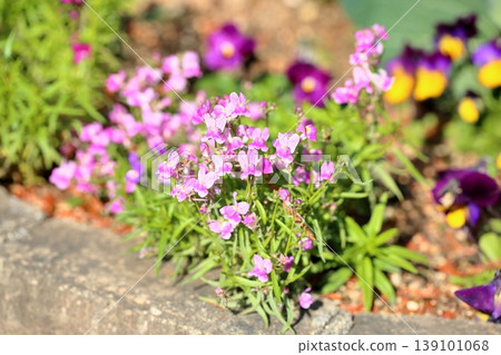 可愛的柳穿魚花 139101068