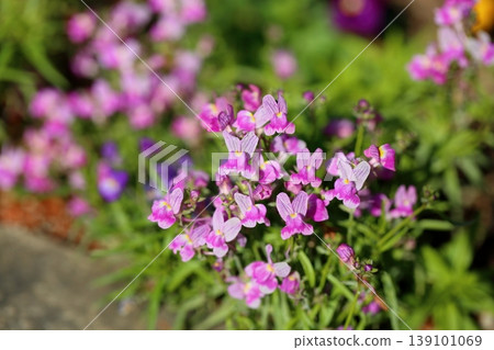 Cute Linaria flower Cute Linaria flower 139101069