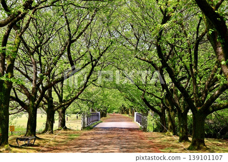 A park promenade surrounded by fresh greenery 139101107