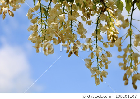 Wisteria flowers Wisteria flowers 139101108
