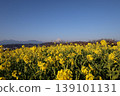Rapeseed field of one side 139101131