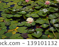 White water lily blooming in the pond 139101132