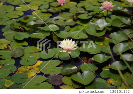 White water lily blooming in the pond White water lily blooming in the pond 139101132