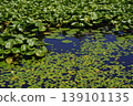 Pond with floating water lily leaves 139101135