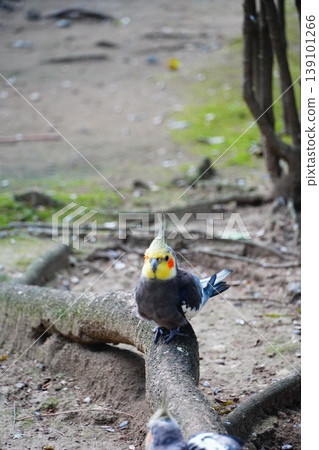 cockatiel cockatiel 139101266
