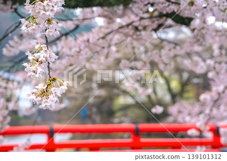 260411 Nakabashi Sakura g038 260411 Nakabashi Sakura g038 139101312
