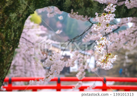 260411 Nakabashi Sakura g040 139101313
