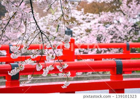 260411 Nakabashi Sakura g082 260411 Nakabashi Sakura g082 139101323