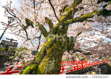 260411 Nakabashi Sakura s214 260411 Nakabashi Sakura s214 139101327