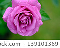 Pink rose wet in the rain 139101369