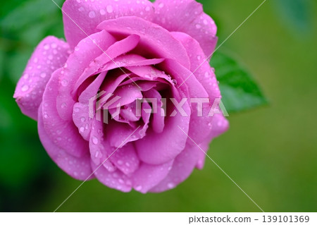 Pink rose wet in the rain Pink rose wet in the rain 139101369