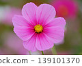 Pink cosmos 139101370