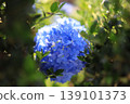 Blue hydrangea 139101373
