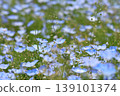 Blue Nemophila 139101374
