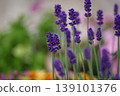 Purple lavender in the spring sun 139101376
