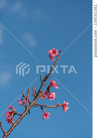 Clear skies and Okinawan Hikan cherry blossoms Clear skies and Okinawan Hikan cherry blossoms 139101381