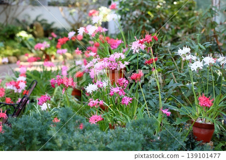 Nerine花鑽石百合 Nerine花鑽石百合 139101477