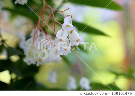 Refreshing begonia flower Refreshing begonia flower 139101479