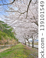 A photograph of a beautiful cherry blossom-lined street against a clear blue sky [Gujō City, Gifu Prefecture] 139101549