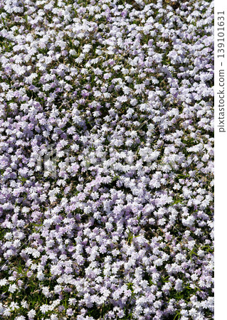 Misa cherry tree in full bloom Misa cherry tree in full bloom 139101631