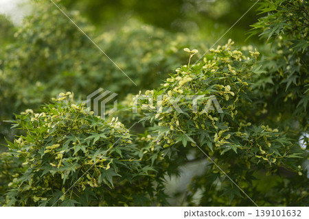 Autumn leaves seeds Autumn leaves seeds 139101632