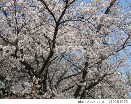 Somei Yoshino cherry blossoms are in full bloom in front of Takasu Sports Center. 139101665