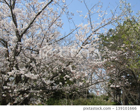 Yoshino cherry tree in front of Takasu Sports Center is in full bloom 139101666