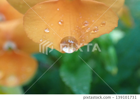 雨後,橘色的三色堇上掛著晶瑩剔透的大雨滴。春花特寫。 雨後,橘色的三色堇上掛著晶瑩剔透的大雨滴。春花特寫。 139101731