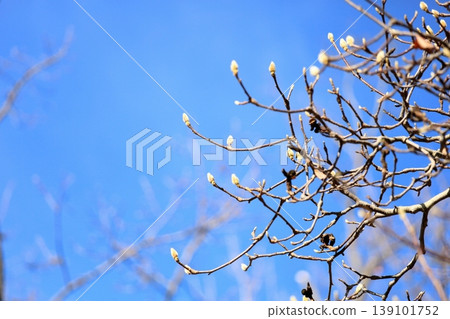 星花玉蘭花清新的花蕾 139101752