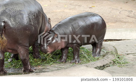 Side view of baby pygmy hippopotamus standing close to adult hippo while feeding on green grass Side view of baby pygmy hippopotamus standing close to adult hippo while feeding on green grass 139101808