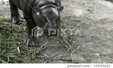 Young pygmy hippopotamus standing on concrete ground with mouth open and grass scattered around Young pygmy hippopotamus standing on concrete ground with mouth open and grass scattered around 139101814