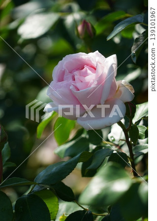 Sakaki Chikuma River Rose Park in Sakaki Town, Nagano Prefecture, is a beautiful rose park located on the banks of the Chikuma River, surrounded by mountains. 139101967
