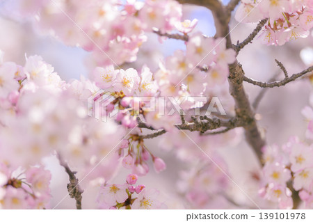 Cherry blossoms in full bloom (Chishima cherry trees at the Hokkaido Regional Civil Engineering Research Institute) Cherry blossoms in full bloom (Chishima cherry trees at the Hokkaido Regional Civil Engineering Research Institute) 139101978