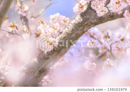 Cherry blossoms in full bloom (Chishima cherry trees at the Hokkaido Regional Civil Engineering Research Institute) Cherry blossoms in full bloom (Chishima cherry trees at the Hokkaido Regional Civil Engineering Research Institute) 139101979