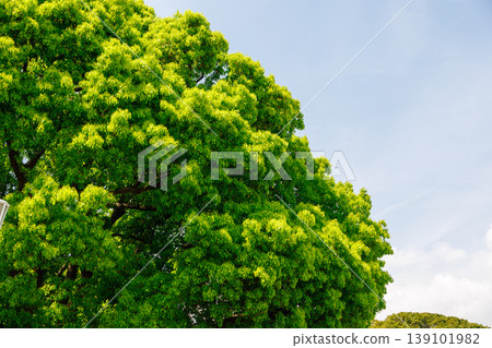 Fresh greenery shining against the blue sky Fresh greenery shining against the blue sky 139101982